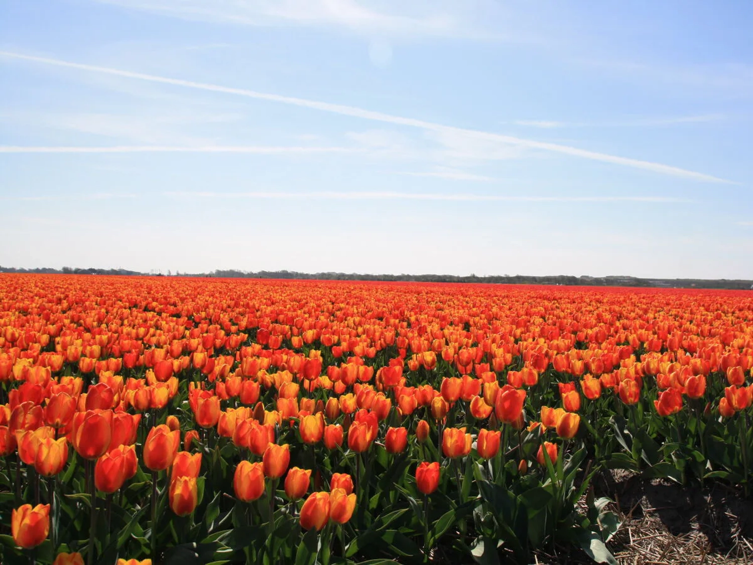 Dünen & Meer - Ferienhäuser - Villa Sonnenschein - Blumenwiese