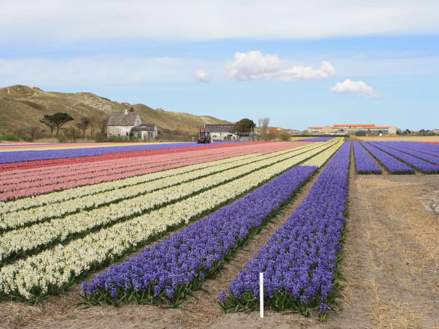 Dünen & Meer - Ferienhäuser - Villa Sonnenschein - Blumenwiese